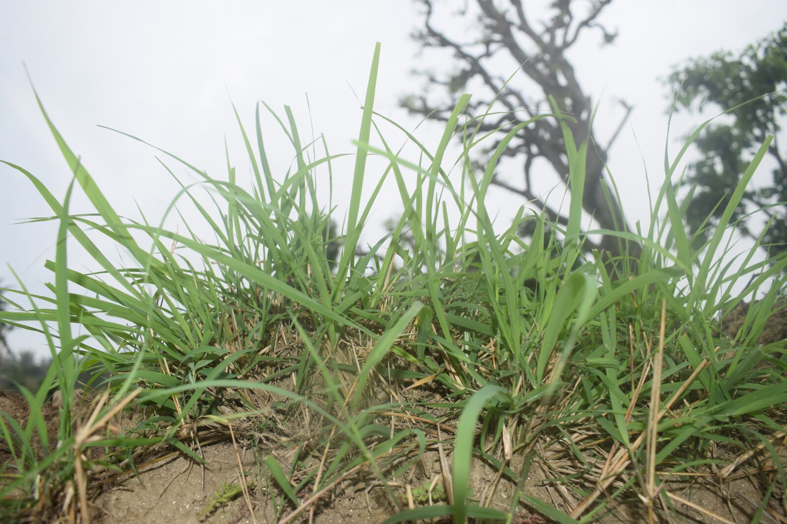 Nikon D5300 sample photo. Grass, farming, farm photography