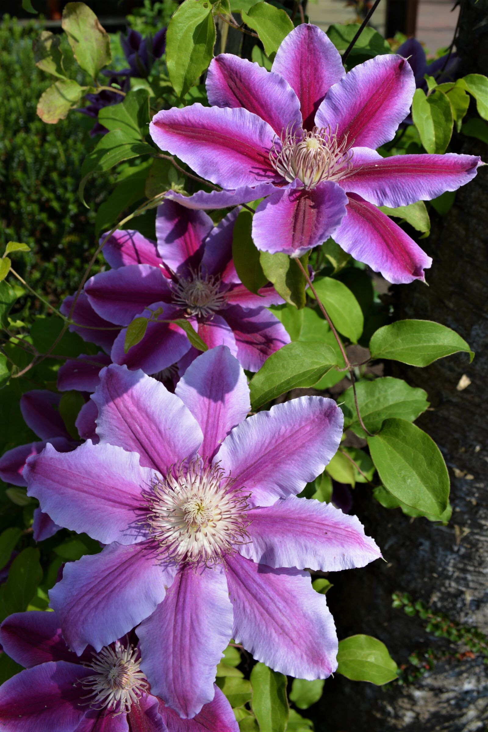 Nikon D5200 sample photo. Flowers, plant, purple photography