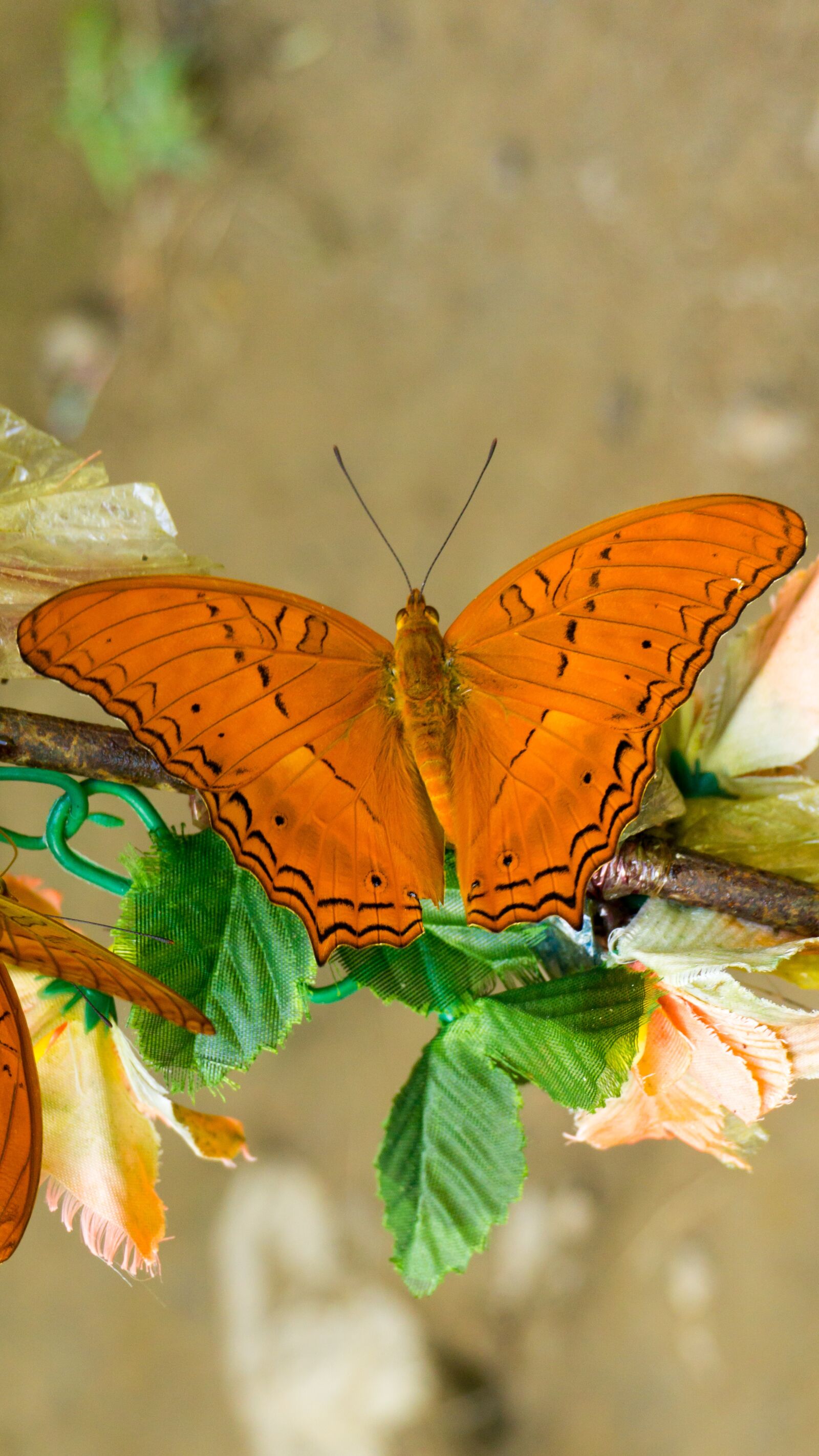 Sony E 16-50mm F3.5-5.6 PZ OSS sample photo. Butterfly, insect, nature photography