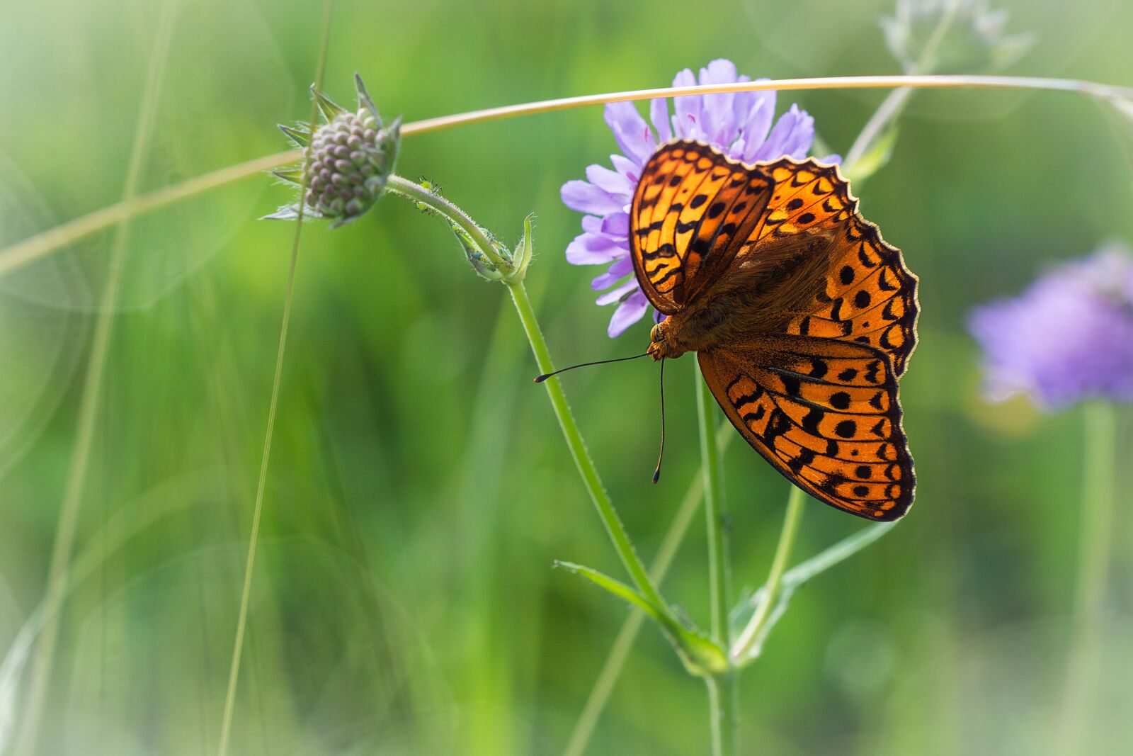 Nikon D7100 sample photo. Butterfly, meadow, orange photography