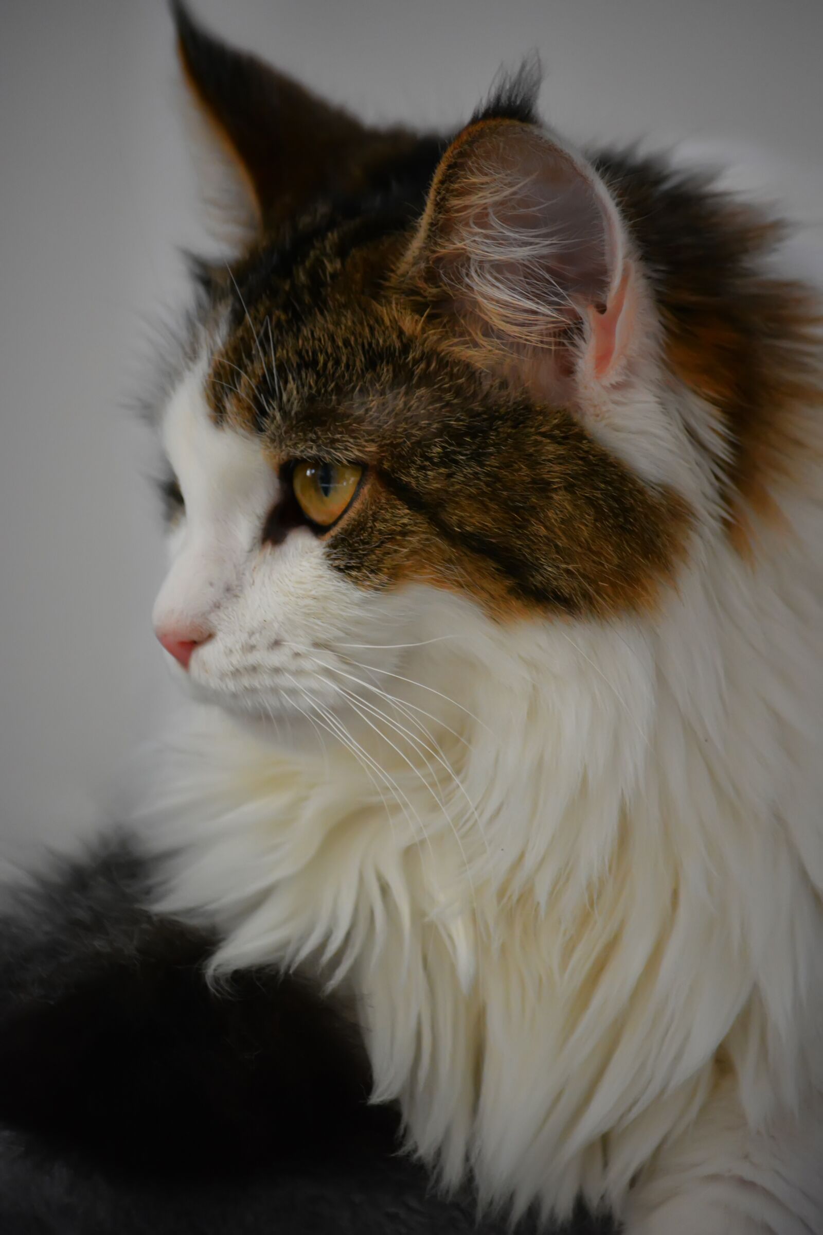 Nikon D5200 sample photo. Kaisa, cat, maine coon photography