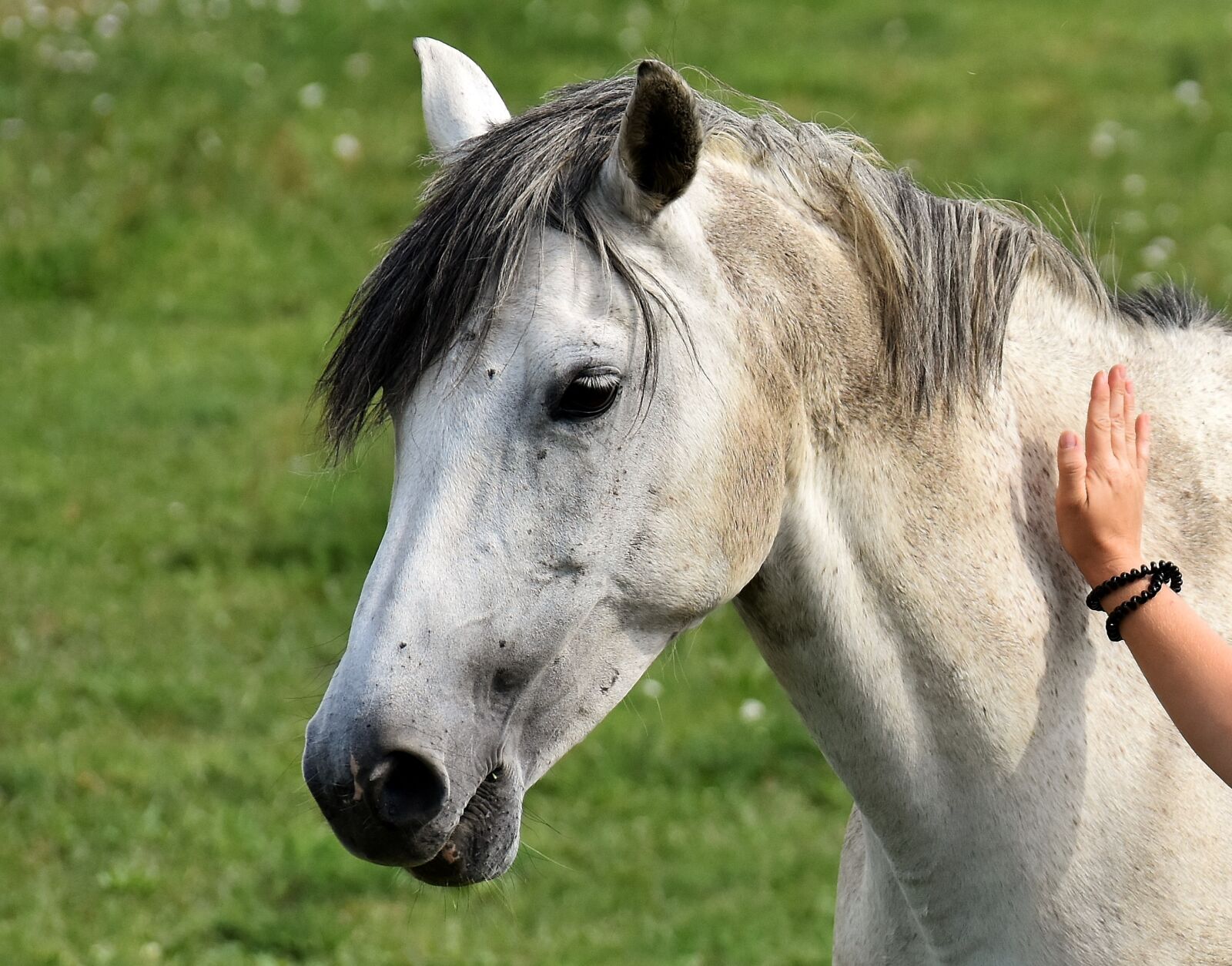 Nikon D7200 sample photo. Mold, horse, love for photography