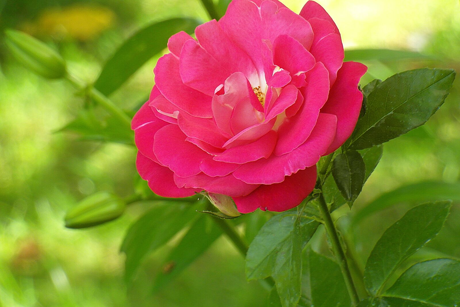 Samsung WB750 sample photo. Rose, flower, red photography