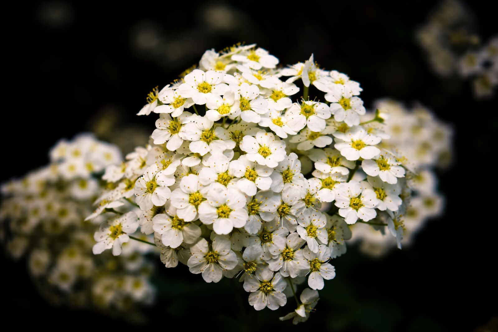 Nikon D3300 sample photo. Plant, firethorn, bush photography