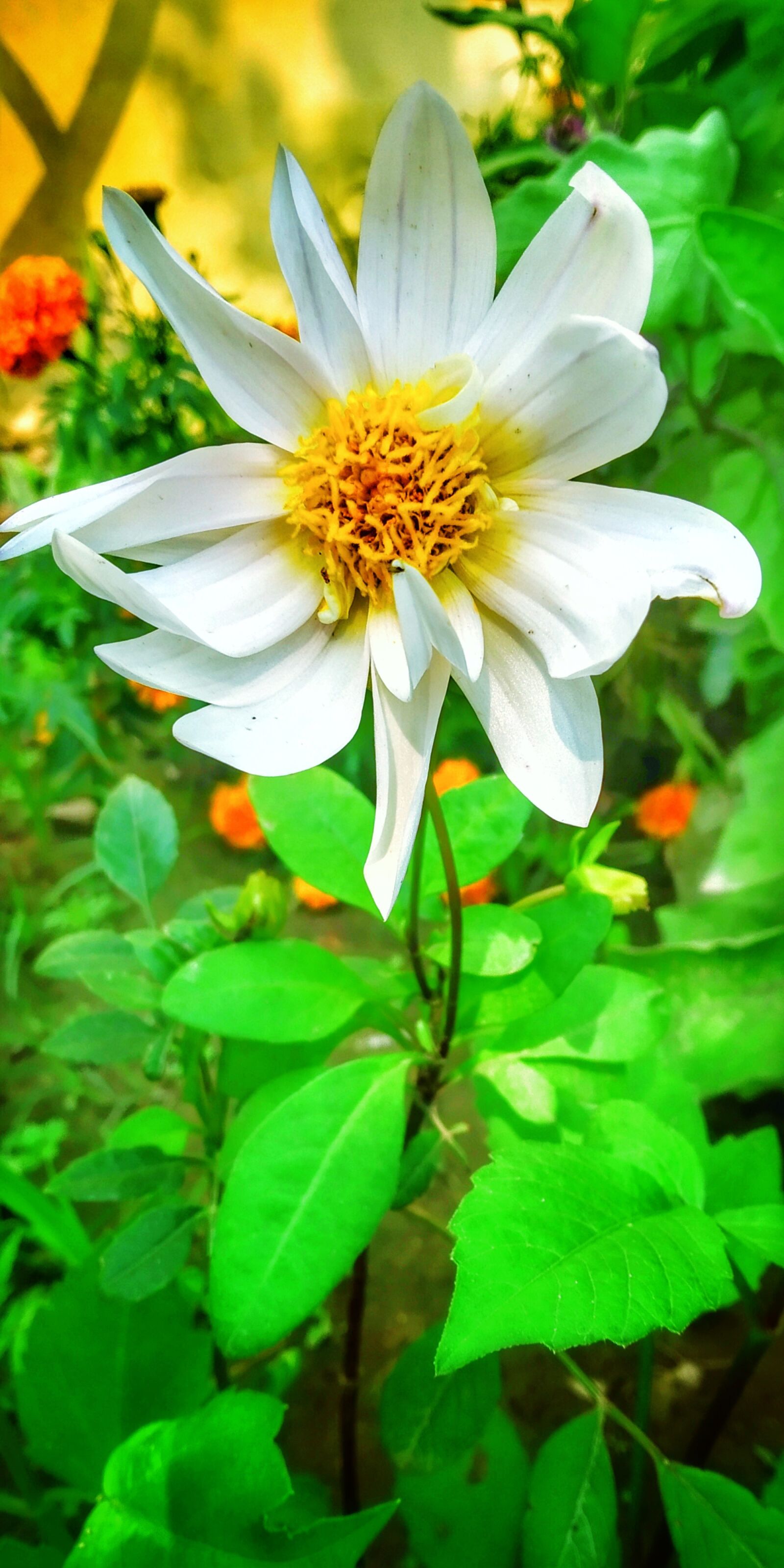 Xiaomi Redmi Y2 sample photo. Flower, photo, peugeot photography
