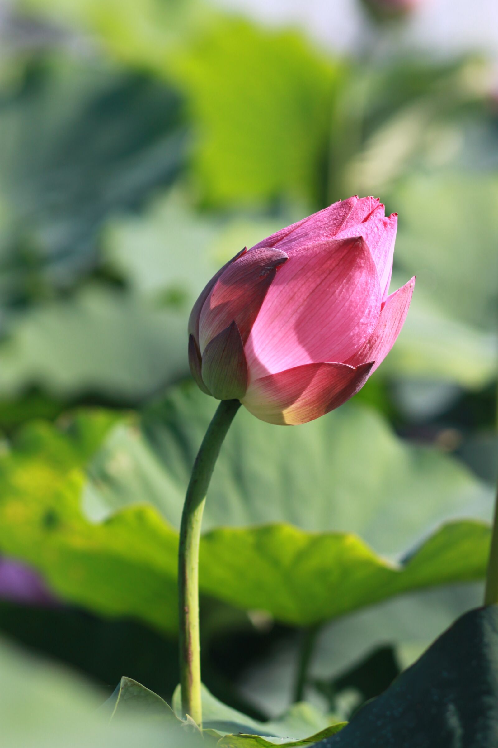 Canon EOS 500D (EOS Rebel T1i / EOS Kiss X3) sample photo. Kite, lotus, nature photography