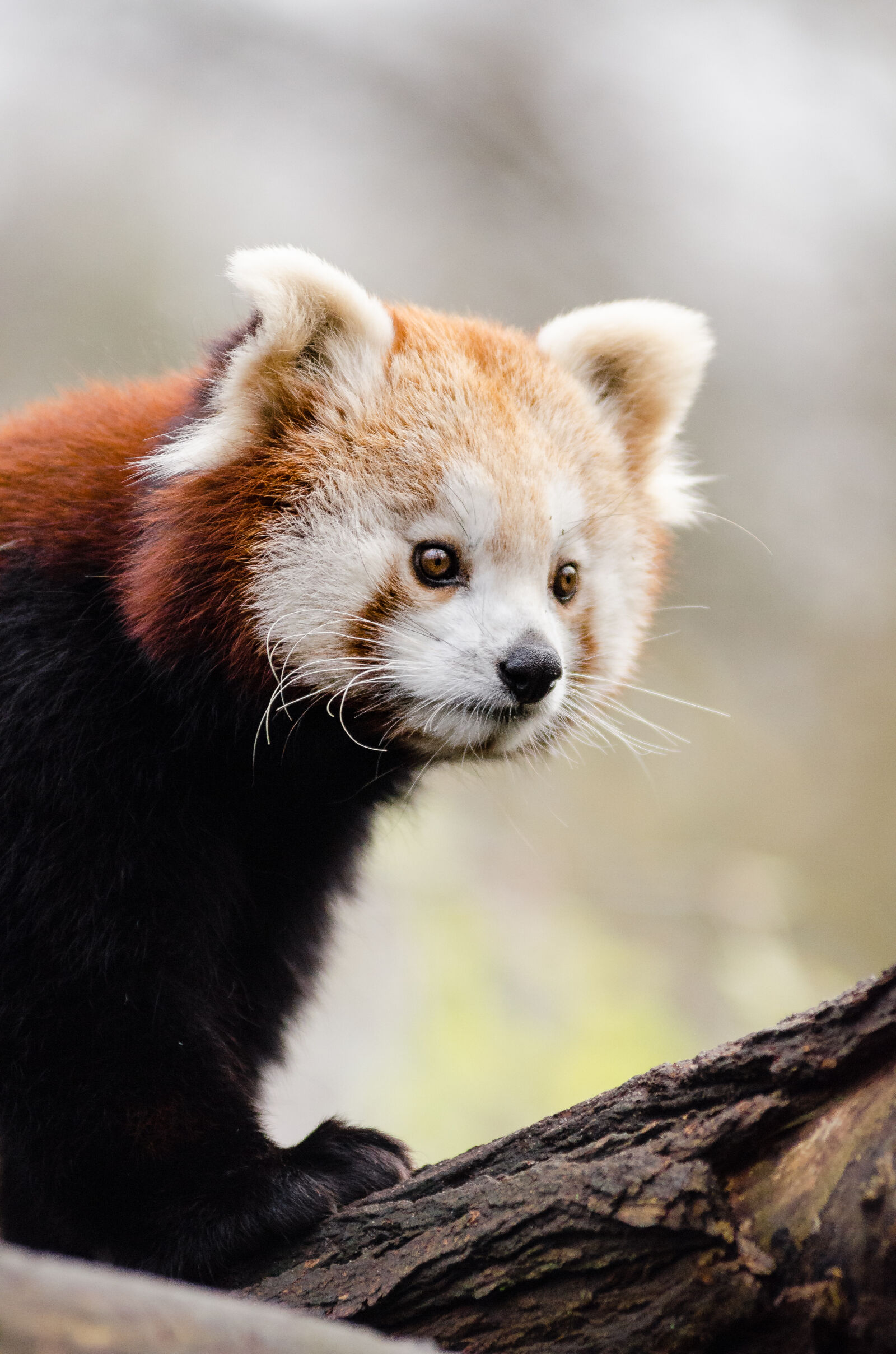 AF Zoom-Nikkor 80-200mm f/2.8 ED sample photo
