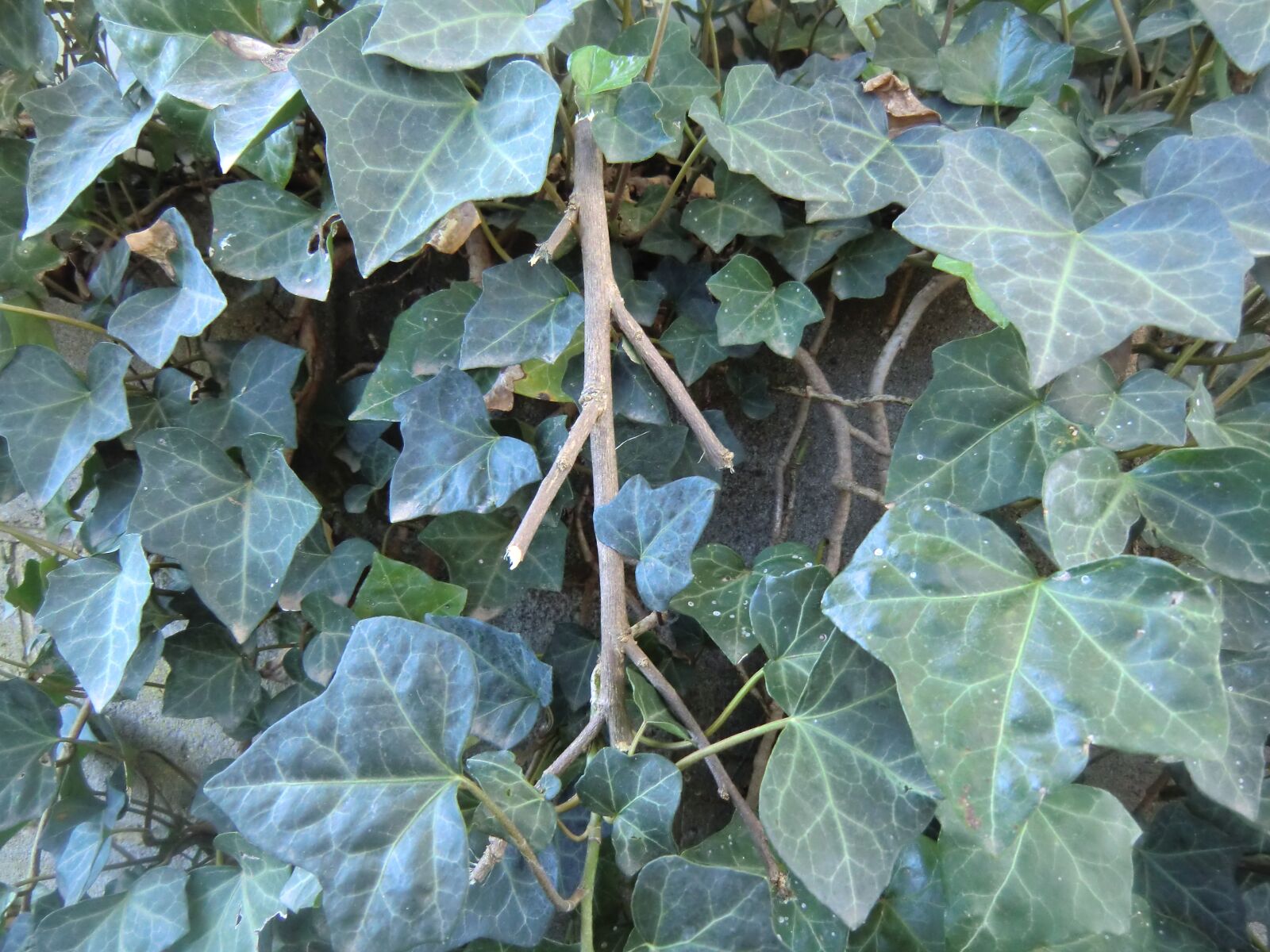 CASIO EX-H15 sample photo. Stick, green, nature photography