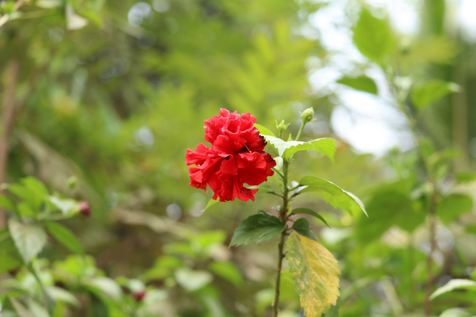 Canon EOS 250D (EOS Rebel SL3 / EOS Kiss X10 / EOS 200D II) sample photo. Kerala, flower, red photography