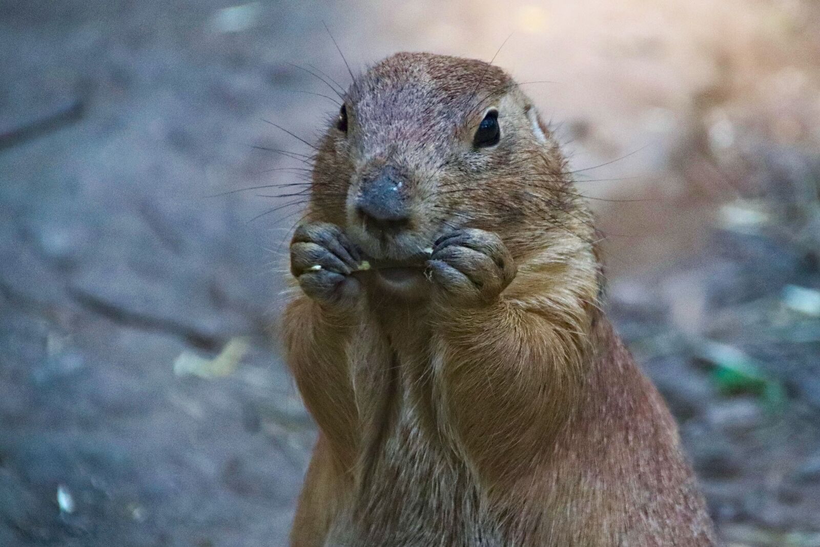 Canon EOS 77D (EOS 9000D / EOS 770D) sample photo. Prairie dogs, rodent, animal photography