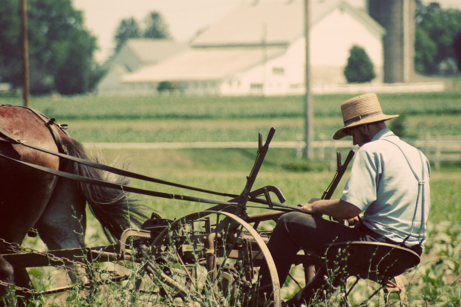 Canon EOS 300D (EOS Digital Rebel / EOS Kiss Digital) sample photo. Amish, fam, farming, lancaster photography