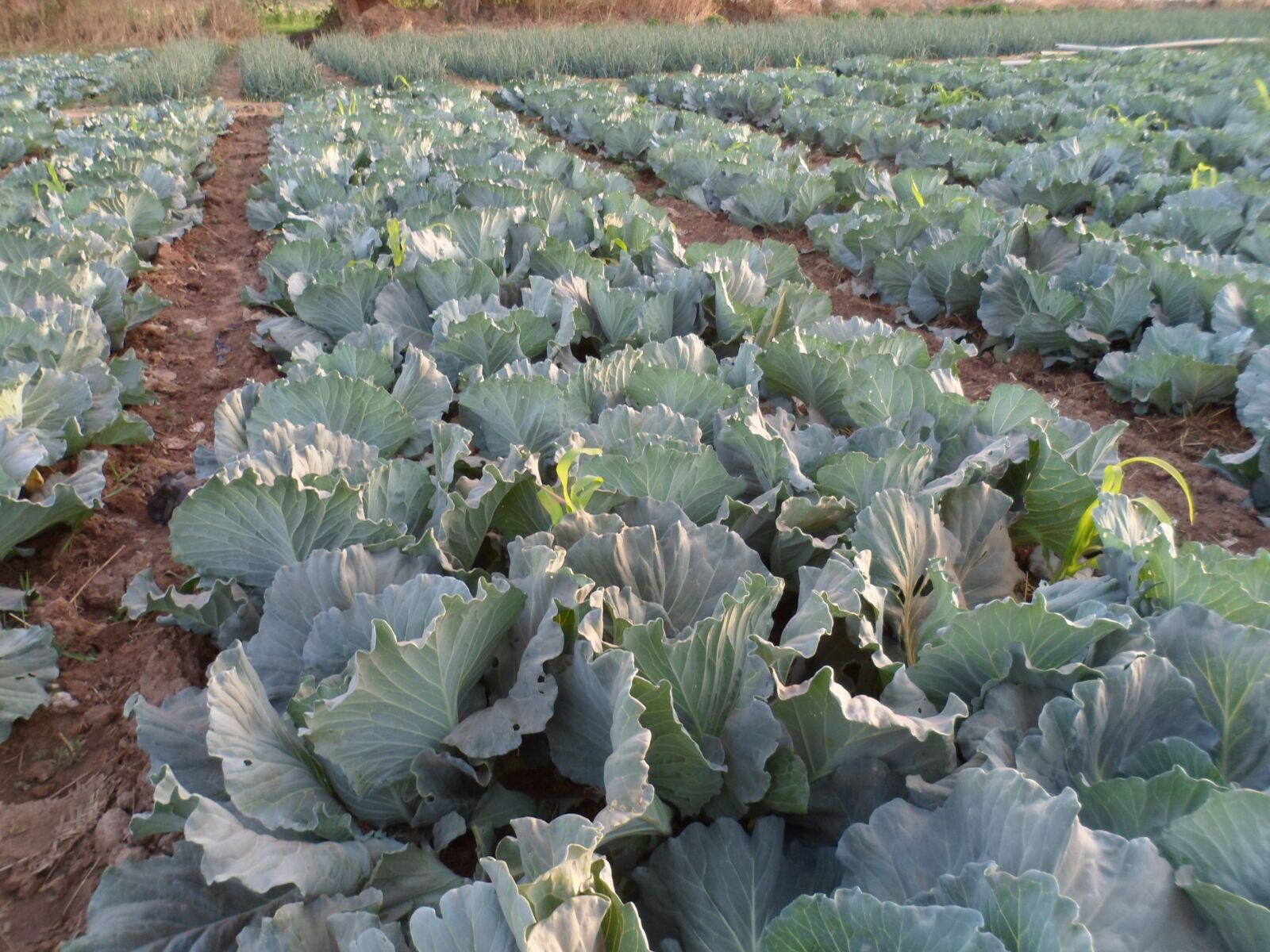 Samsung DV100 /  DV90 /  DV101 sample photo. Cabbage, gardening, green photography