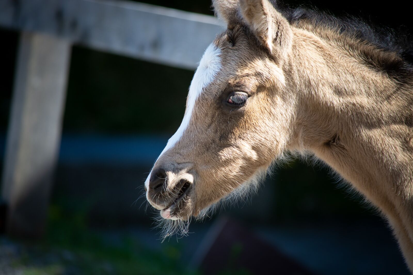 Nikon D7100 sample photo. Foal, pony, riding pony photography