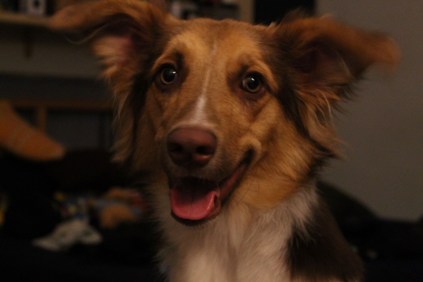Canon EOS 1100D (EOS Rebel T3 / EOS Kiss X50) sample photo. Dog, collie, doggy photography