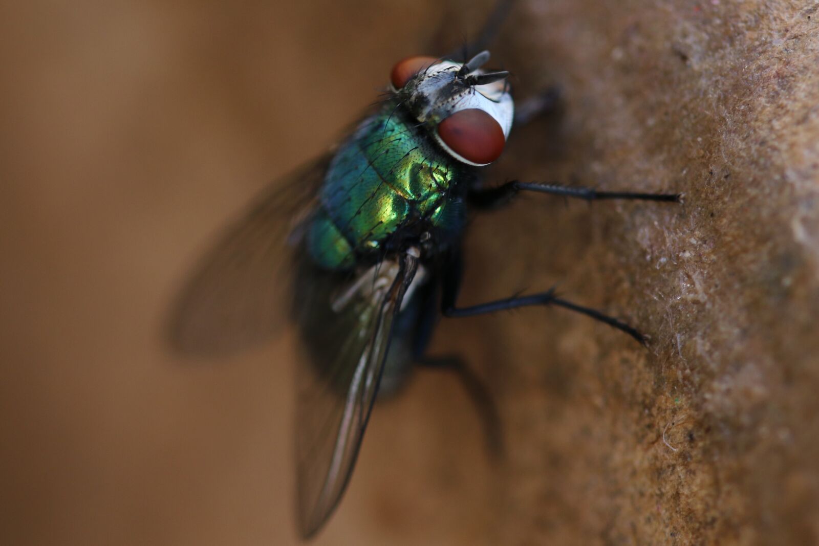 Canon EOS 7D Mark II sample photo. Insects, nature, fly photography