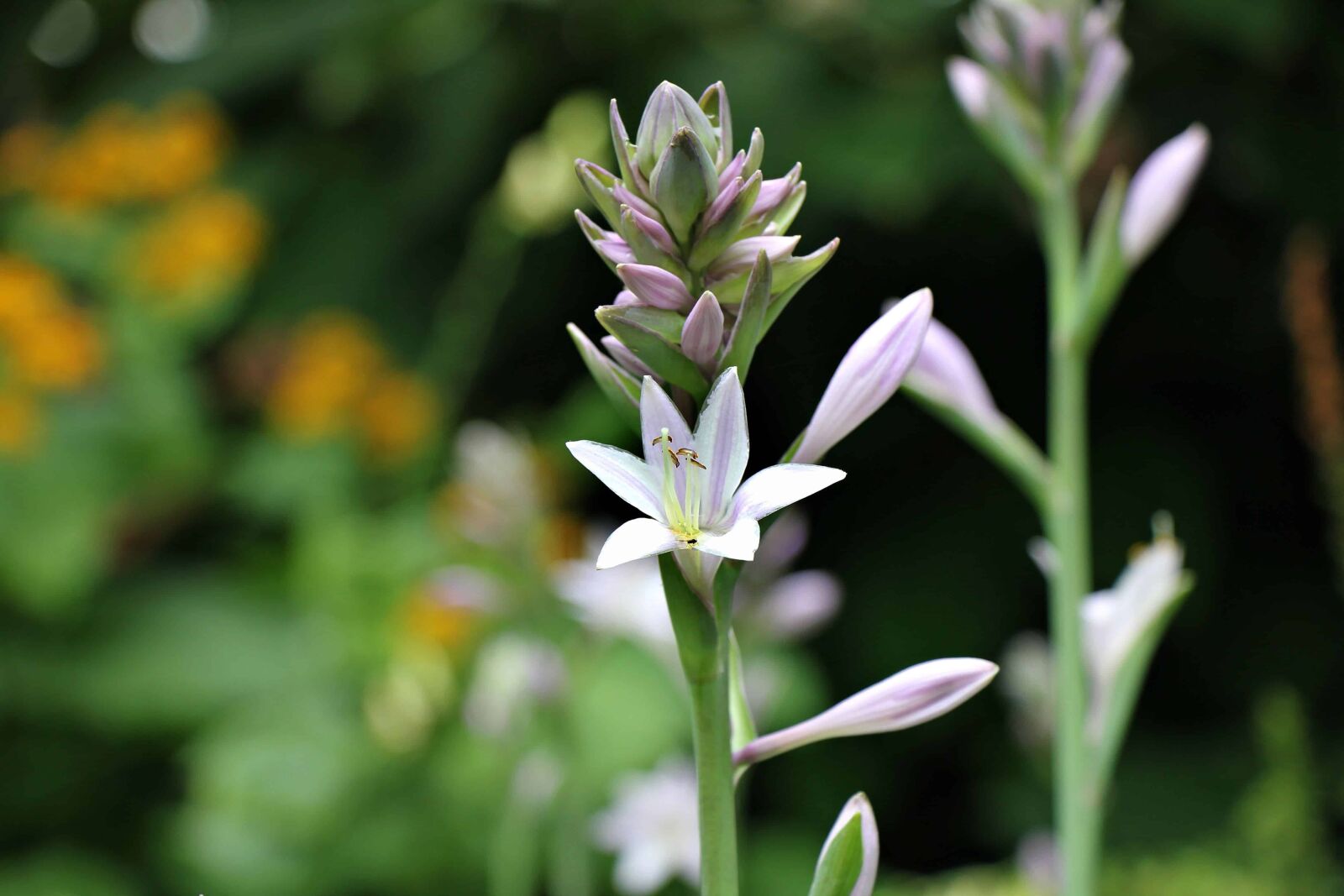 Canon EOS 550D (EOS Rebel T2i / EOS Kiss X4) sample photo. Meadow, plant, flower, petals photography