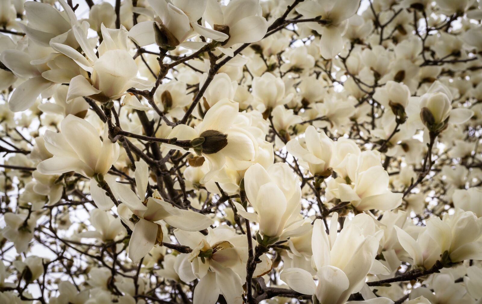 Sony Alpha NEX-5N sample photo. Magnolia, flowers, nature photography