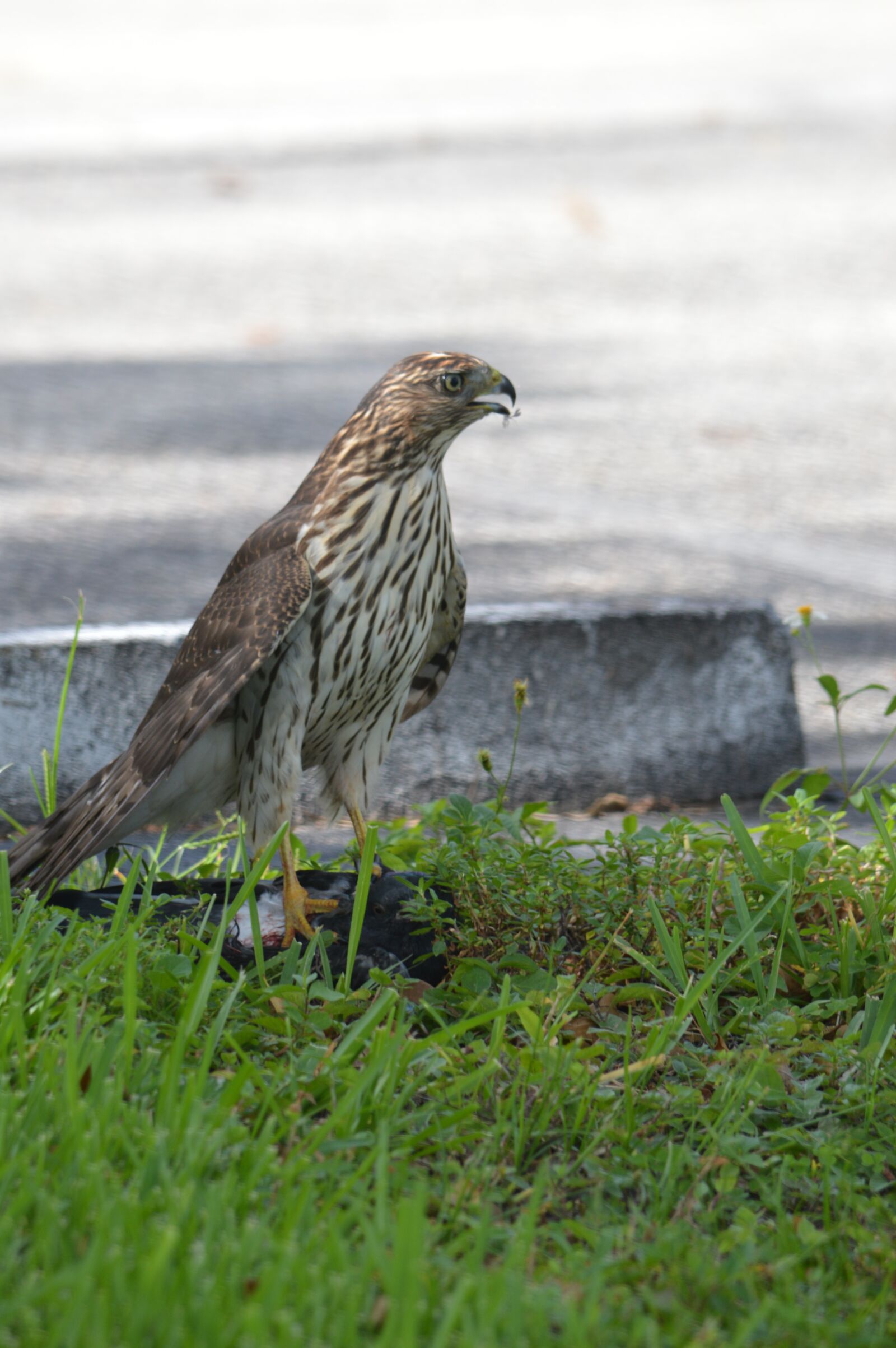 Nikon D3200 sample photo. South florida hawk, bird photography