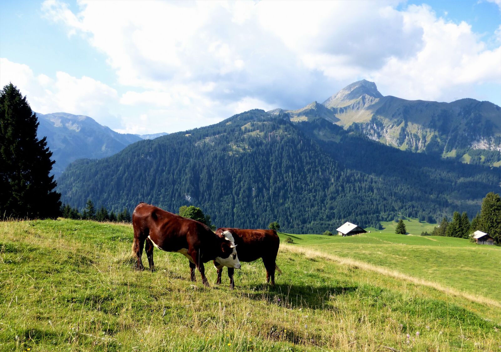 Panasonic Lumix DMC-ZS25 (Lumix DMC-TZ35) sample photo. Nature, france, alps photography
