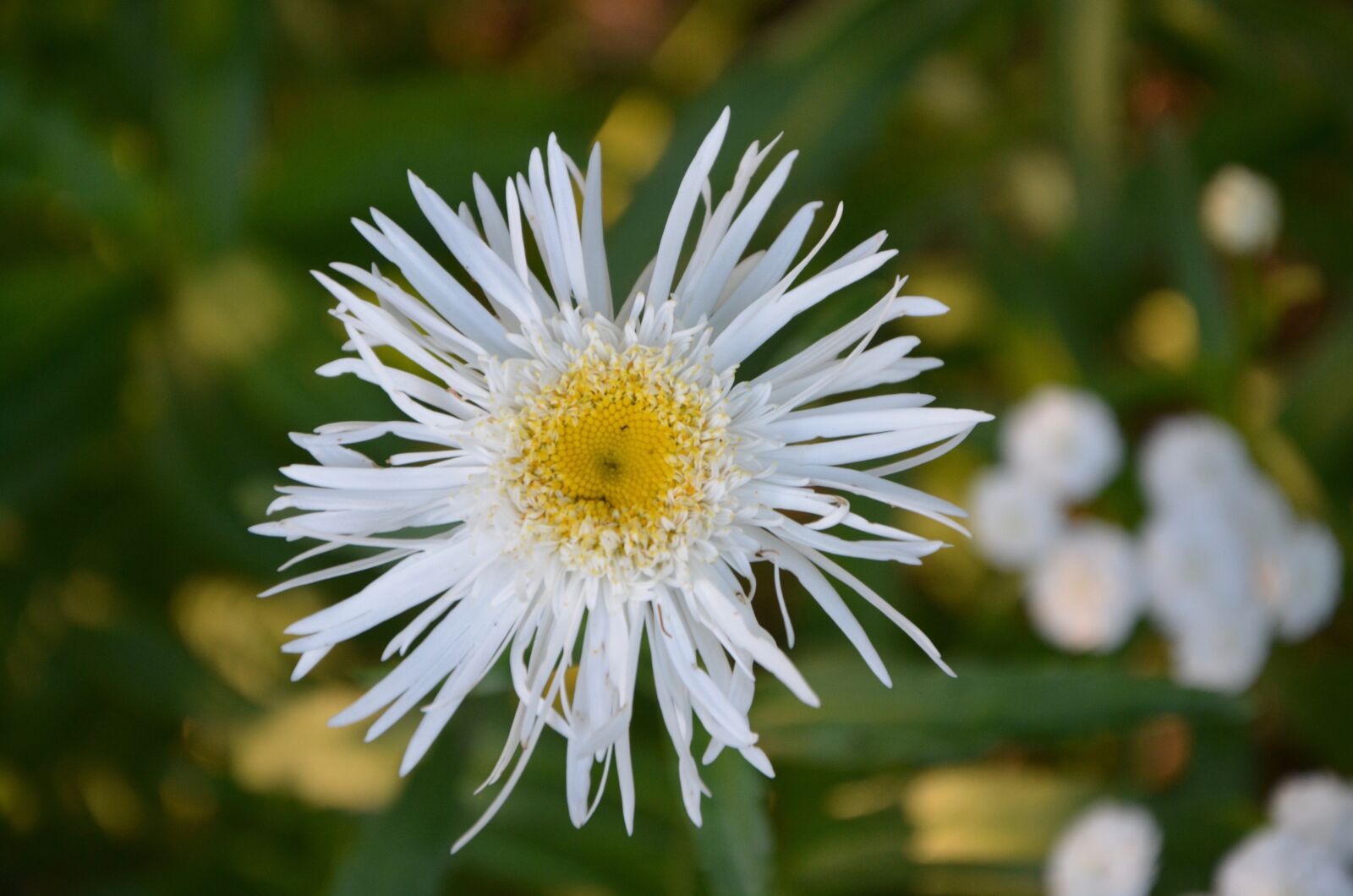 Nikon D5200 sample photo. White flower, nature, garden photography