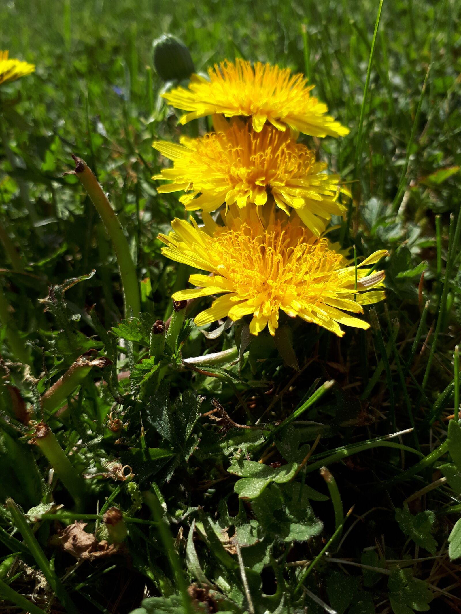 Samsung Galaxy A5(2017) sample photo. Nature, flower, plant photography