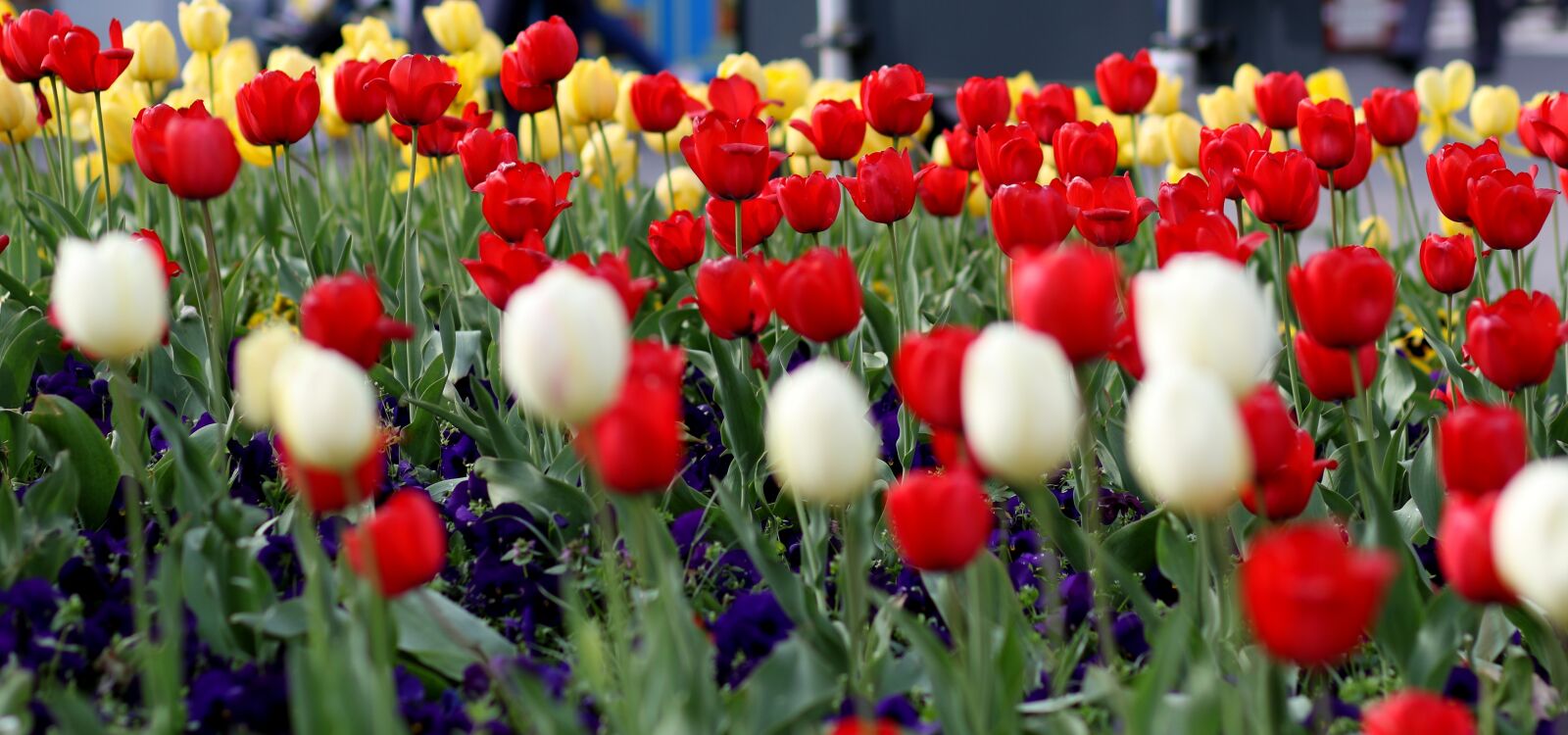 Canon EF 85mm F1.8 USM sample photo. Tulips, flowers, red photography