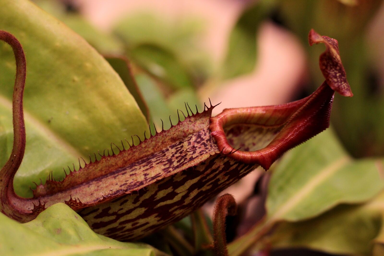 Canon EOS 600D (Rebel EOS T3i / EOS Kiss X5) sample photo. Nepenthes, pitcher plant giant photography