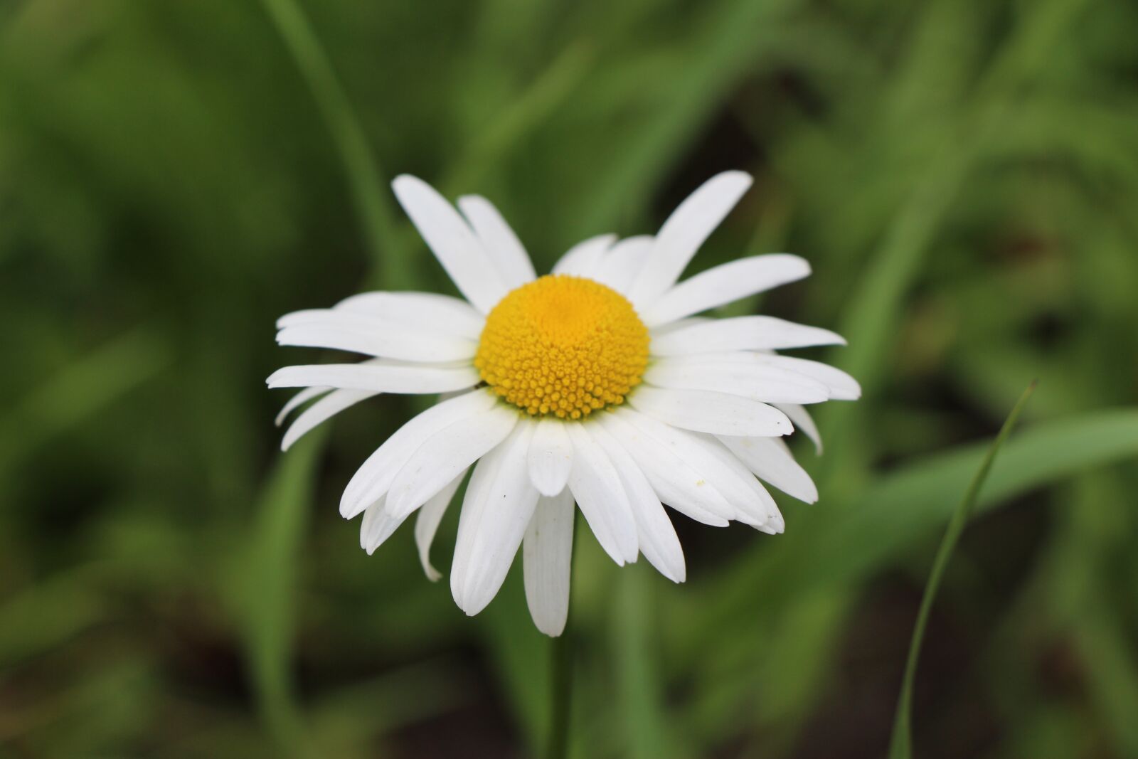 Canon EOS 650D (EOS Rebel T4i / EOS Kiss X6i) sample photo. Chamomile, plant, edible photography