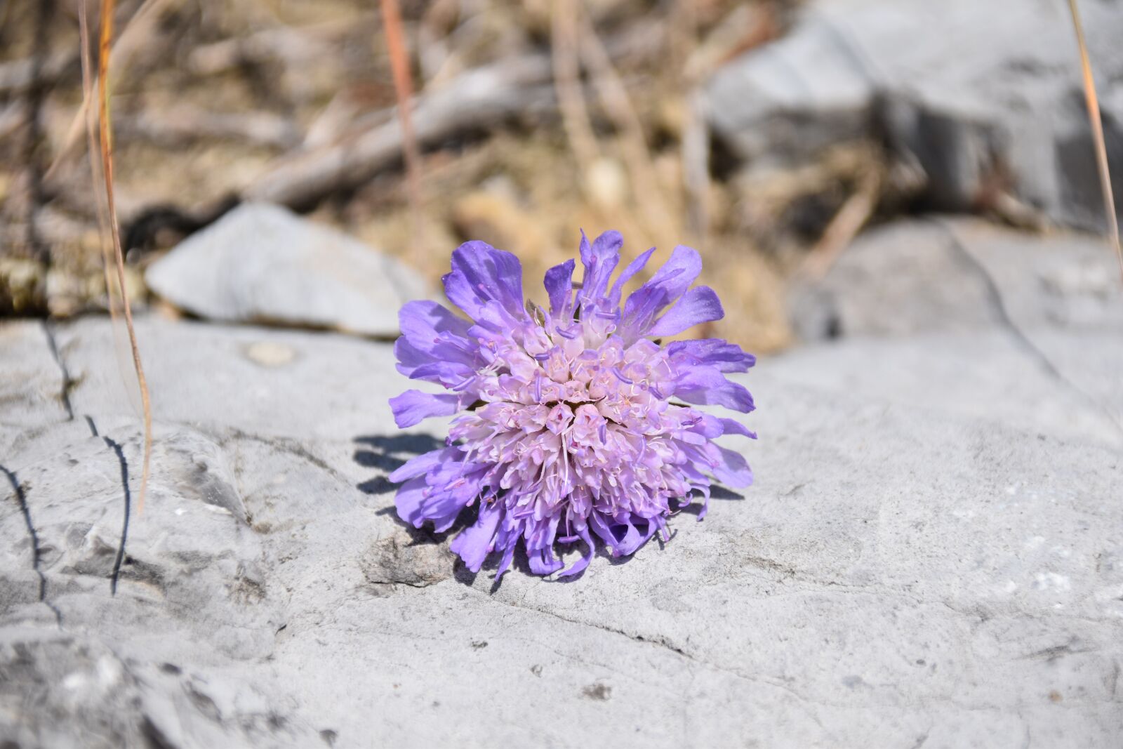 Nikon D5600 sample photo. Flower, purple flower, petals photography