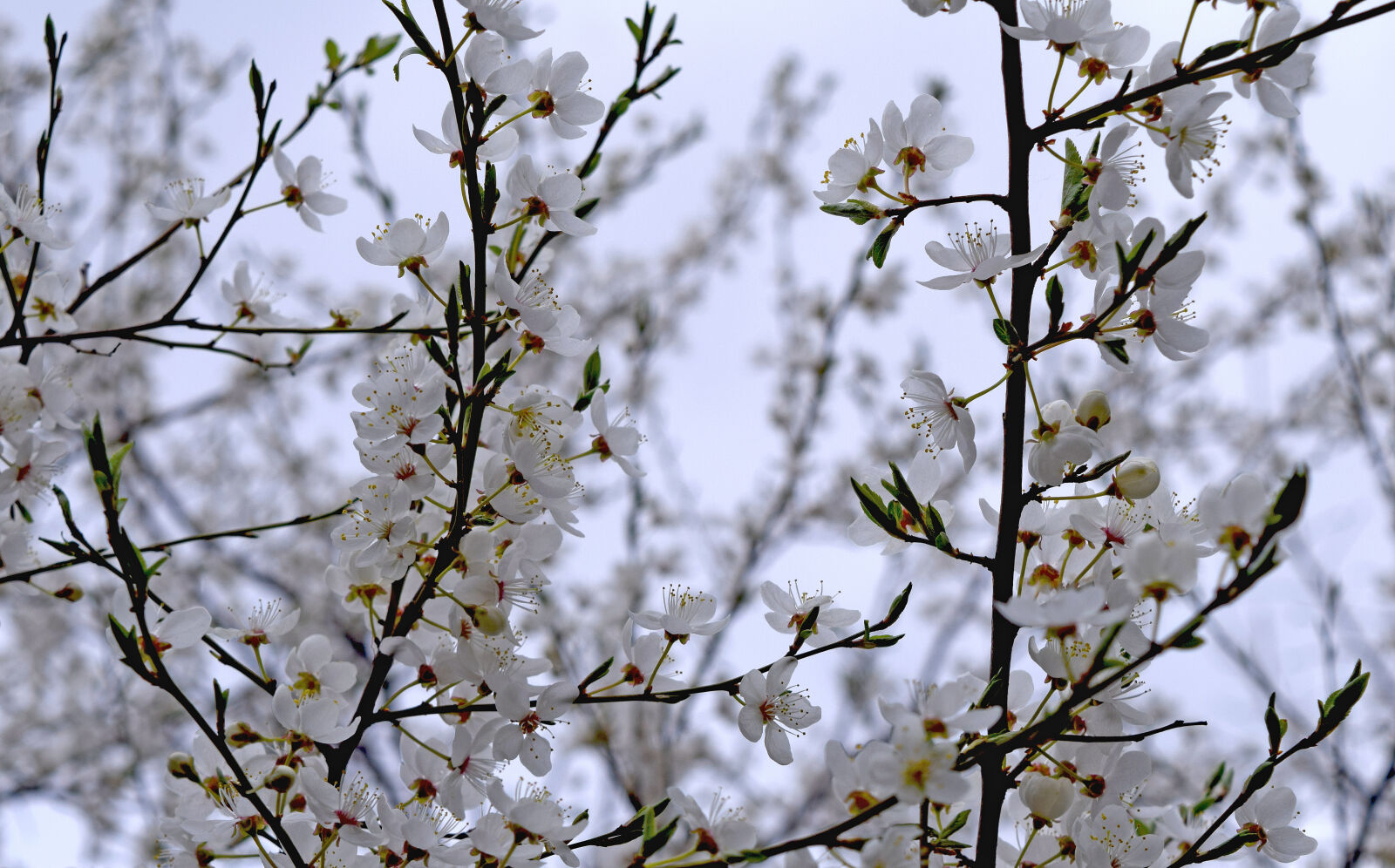 Nikon D3300 sample photo
