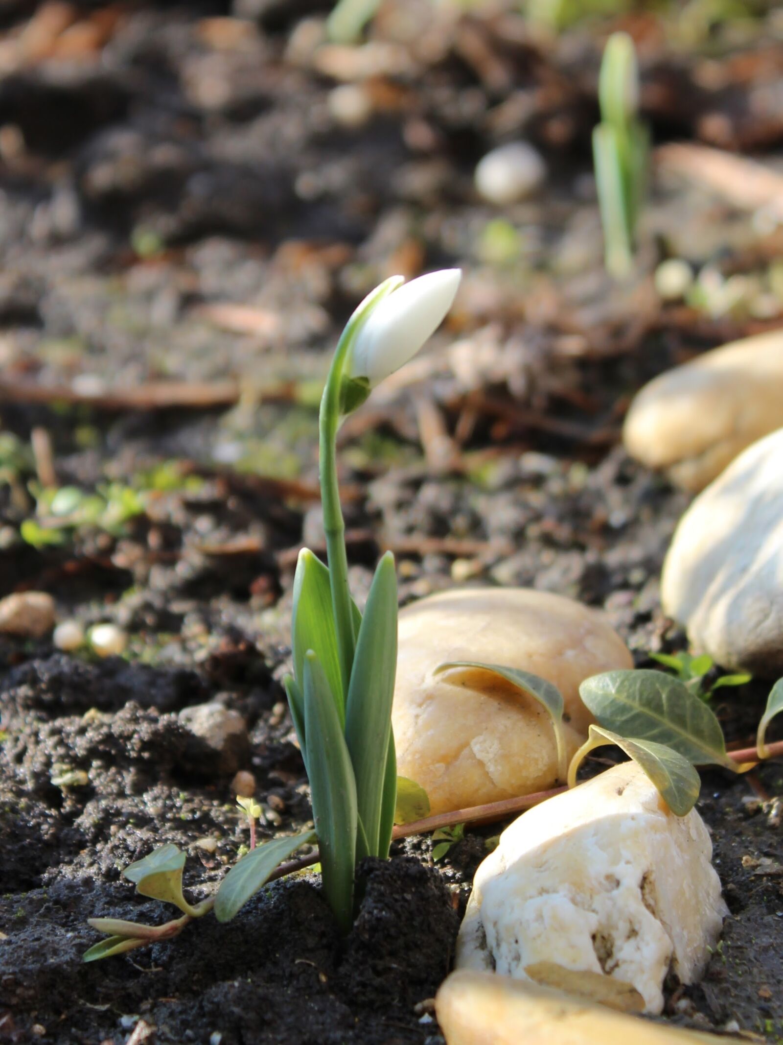 Canon EOS 1200D (EOS Rebel T5 / EOS Kiss X70 / EOS Hi) sample photo. Snowdrop, spring, nature photography