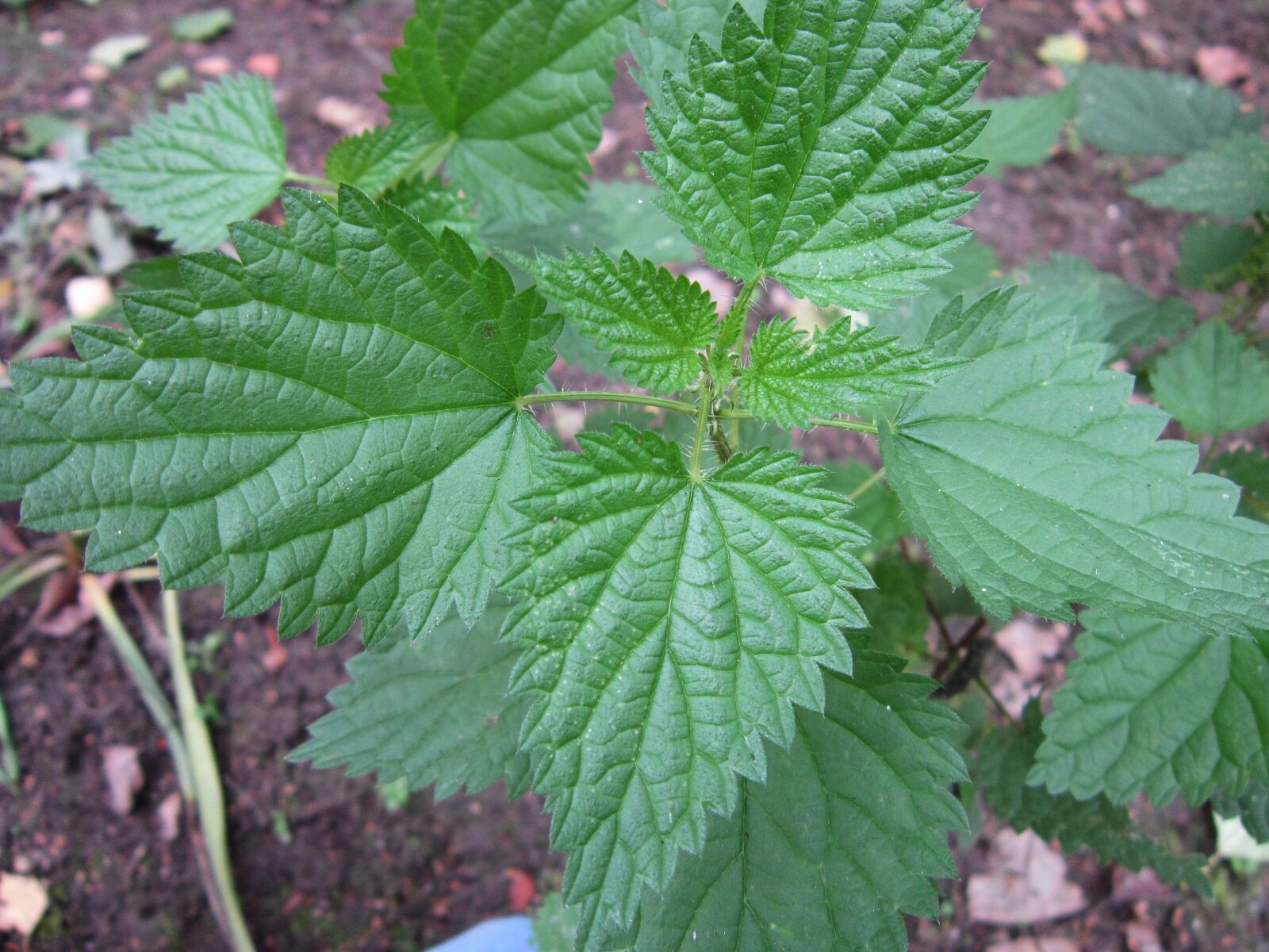 Canon PowerShot A3300 IS sample photo. Herb, medicinal, herbs, nettle photography