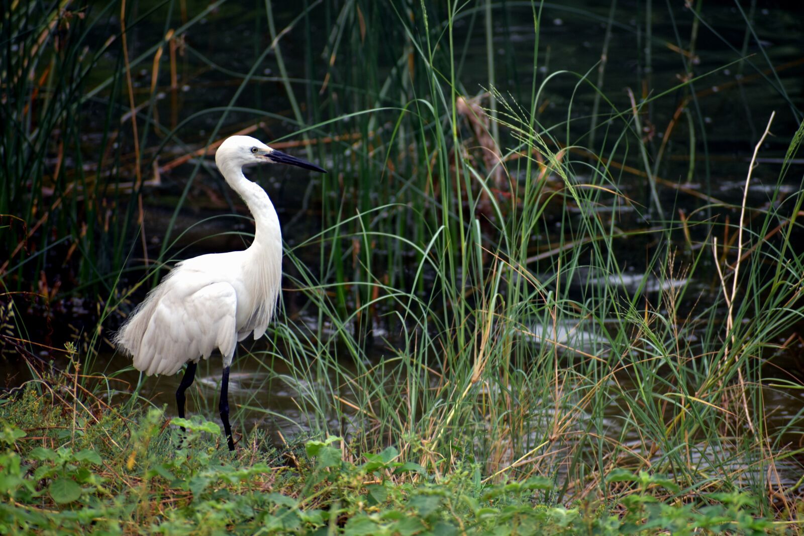 Nikon D5600 sample photo. Crane, water bird, bird photography
