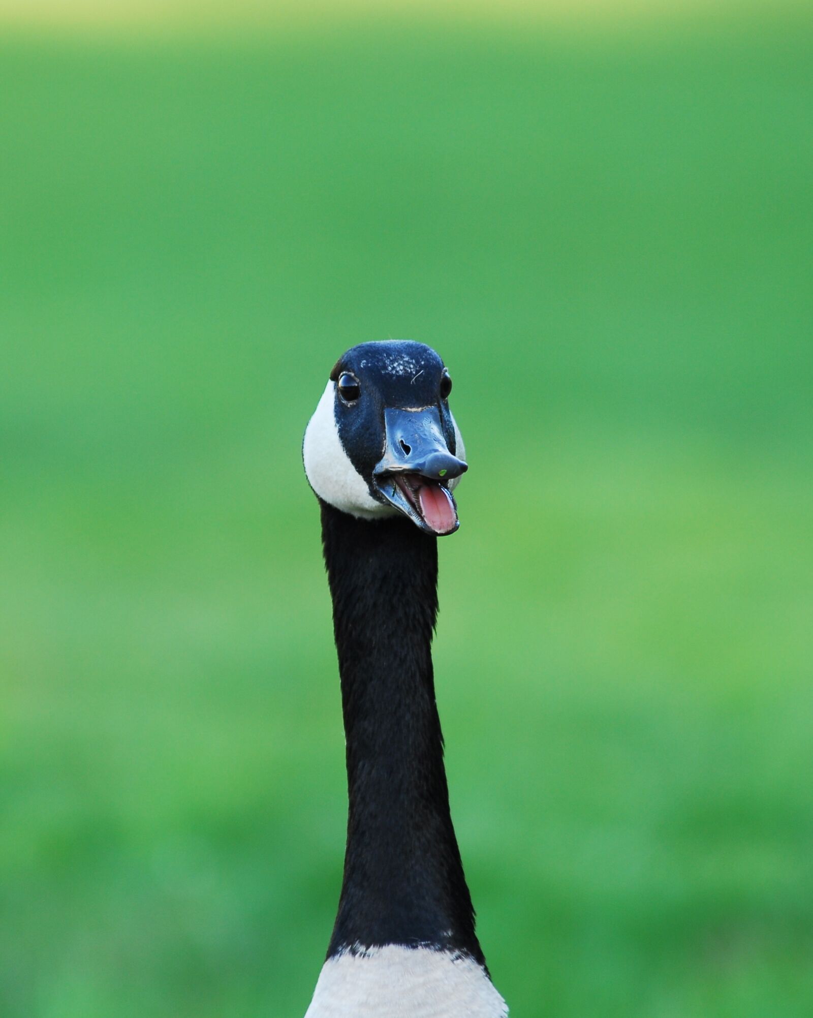 Nikon D200 sample photo. Canada goose, goose, wildlife photography