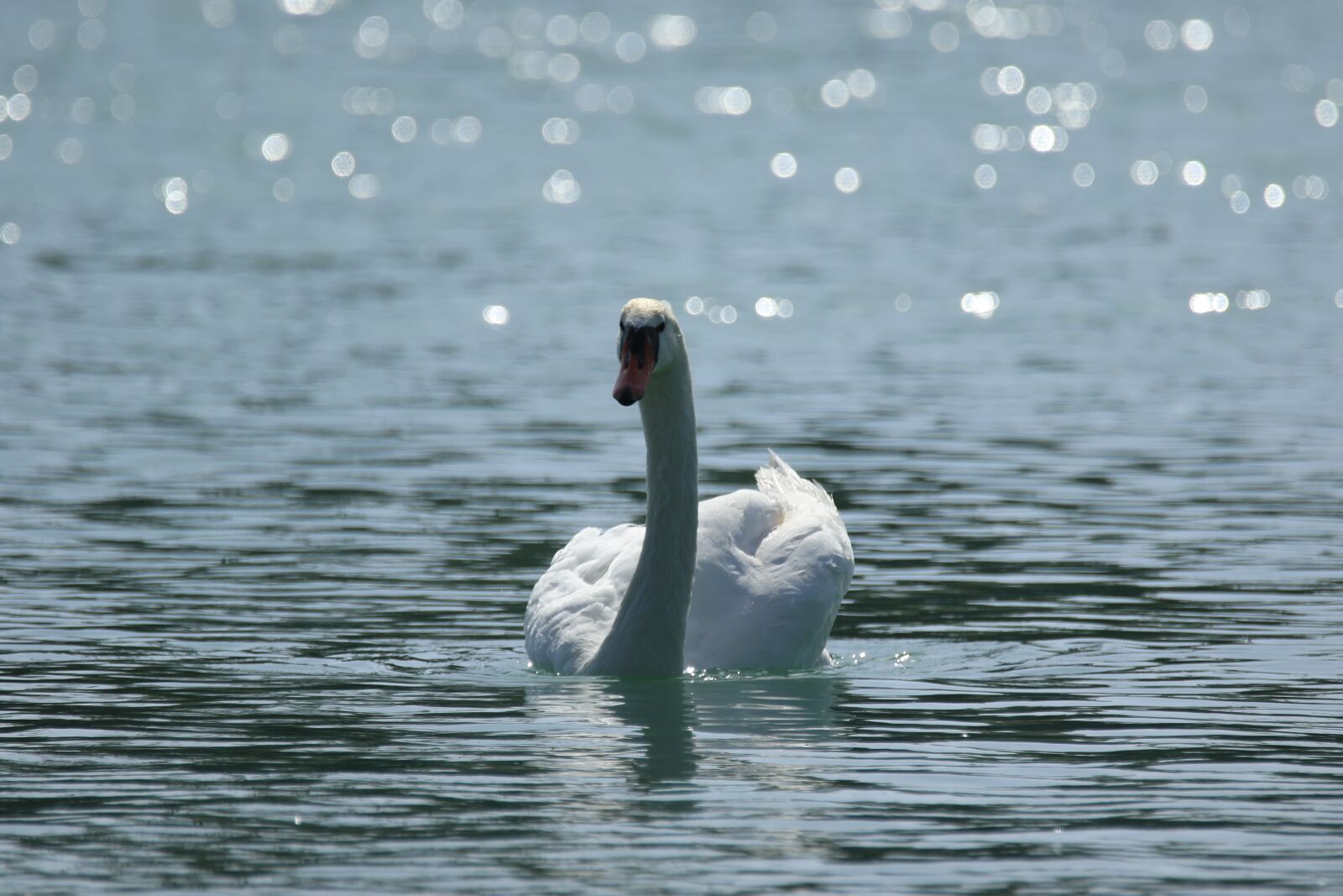 Canon EOS 7D Mark II sample photo. Swan, white, water photography