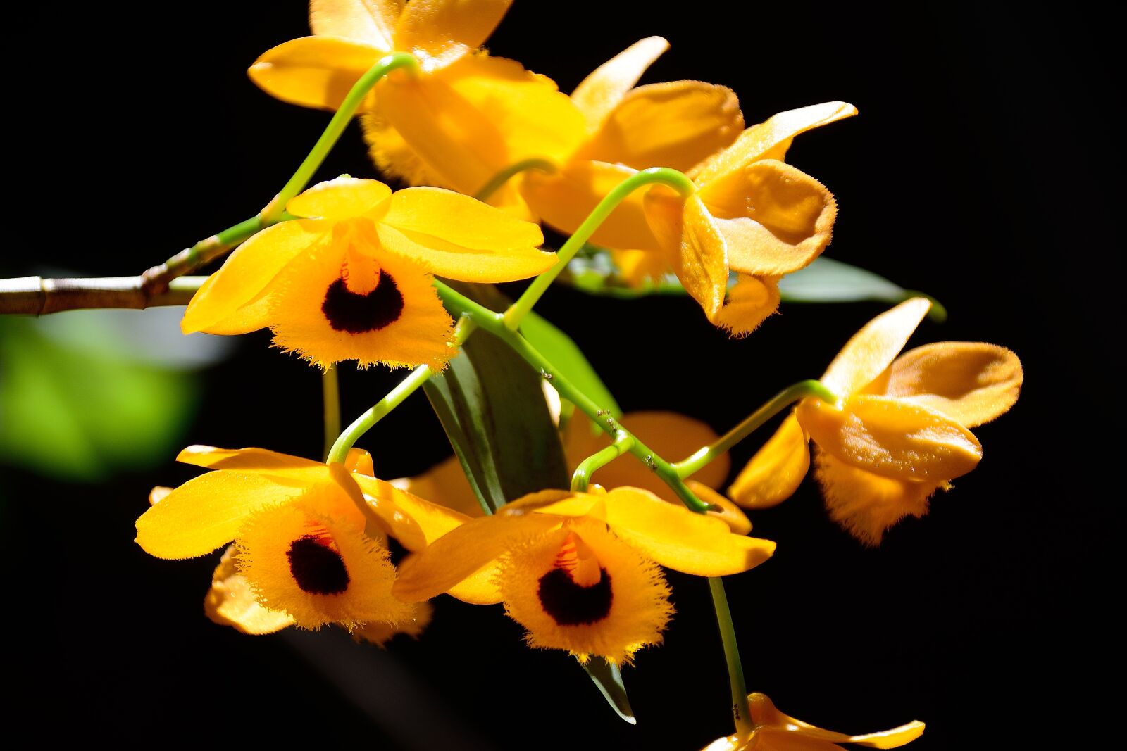Nikon D7100 sample photo. Wind am, beauty, yellow photography