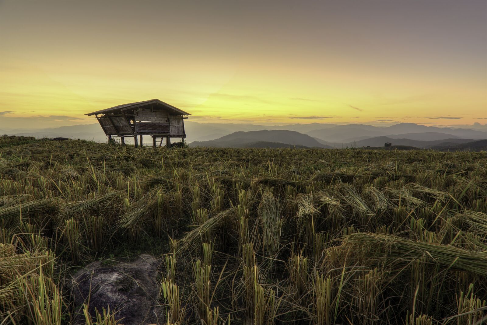 Nikon D800 sample photo. Garden, rice, countryside photography