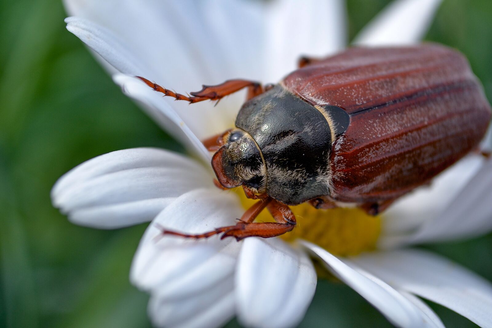 Nikon D3100 sample photo. Maik fer, insect, close photography