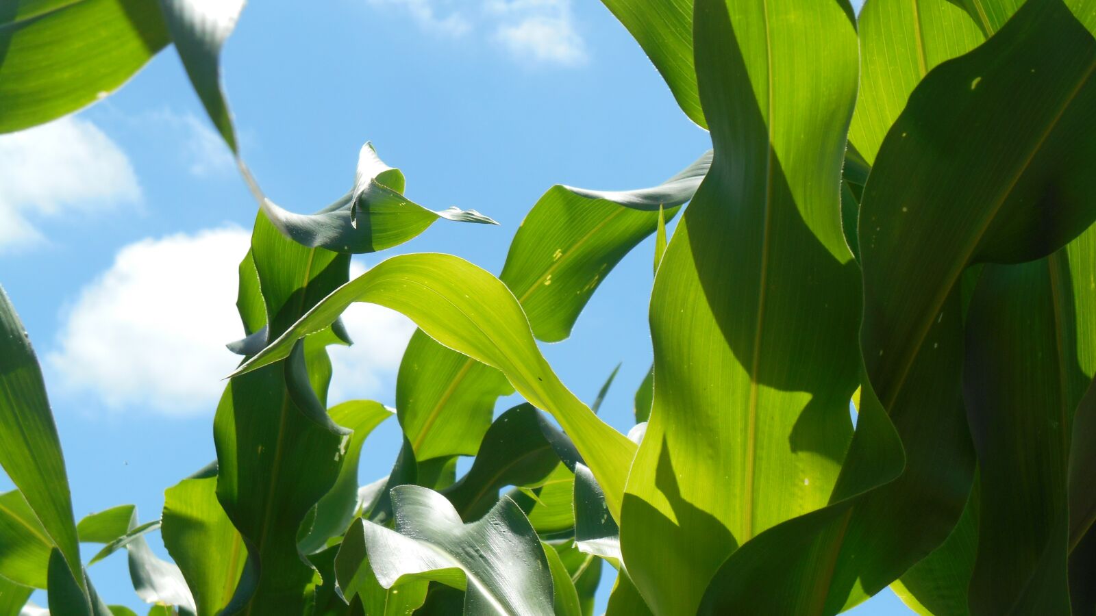 Nikon Coolpix S3500 sample photo. Corn, green, agriculture photography