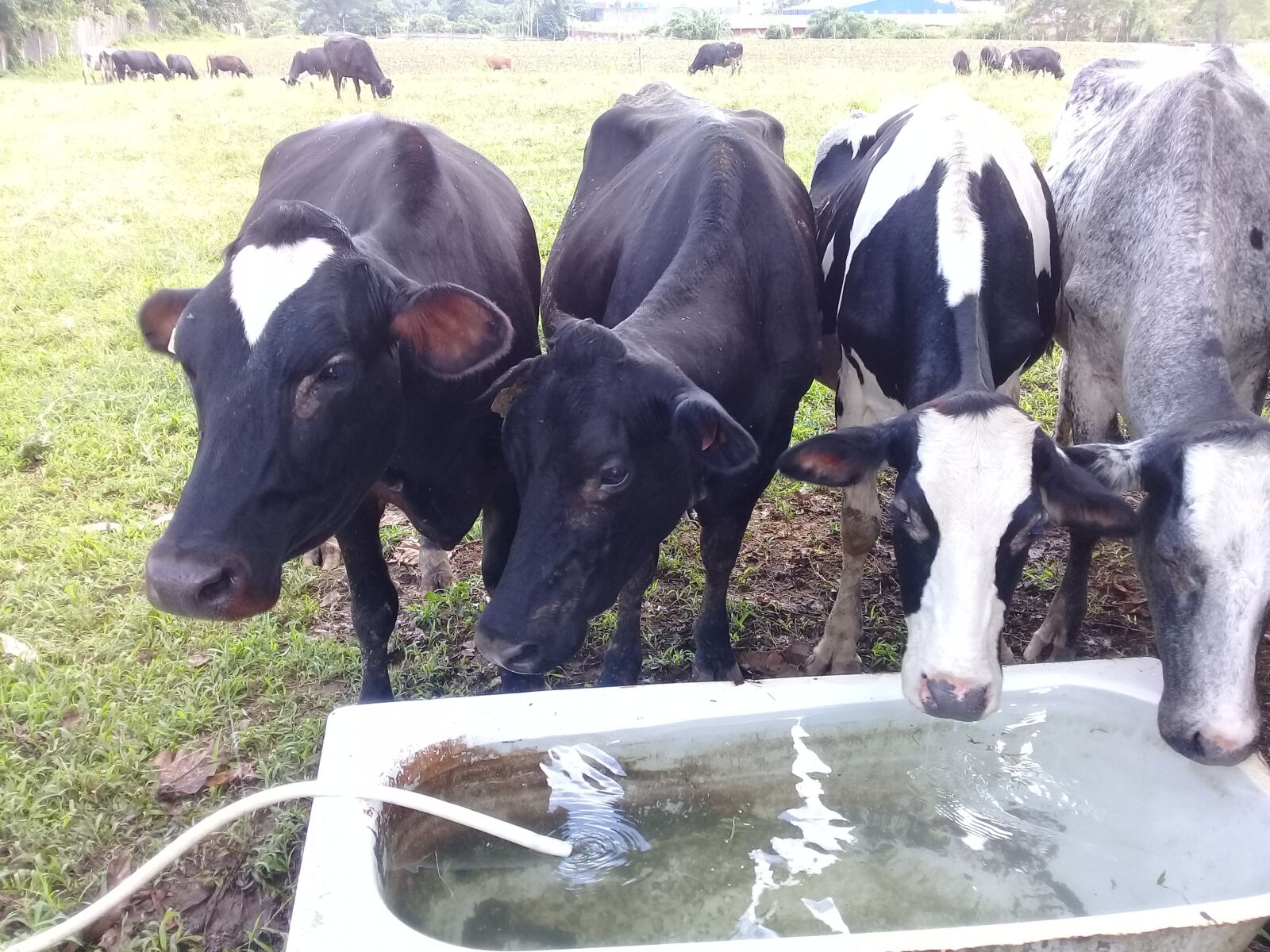 Samsung Galaxy J2 Prime sample photo. Cow drinking, cows, drinking photography