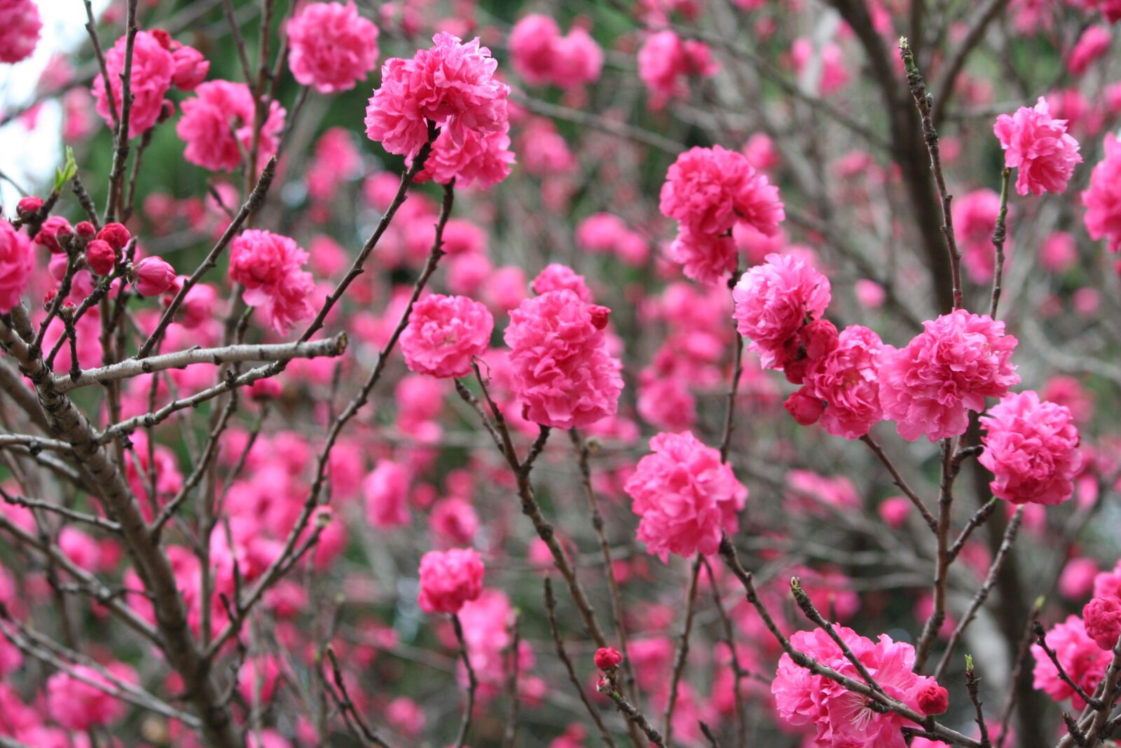 Canon EOS 350D (EOS Digital Rebel XT / EOS Kiss Digital N) sample photo. Nature, spring, blossoms photography