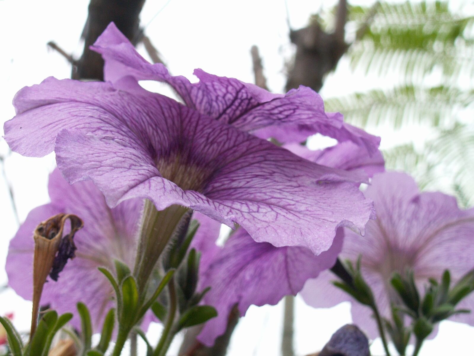 KONICA MINOLTA DiMAGE Z3 sample photo. Flower, plant, nature photography