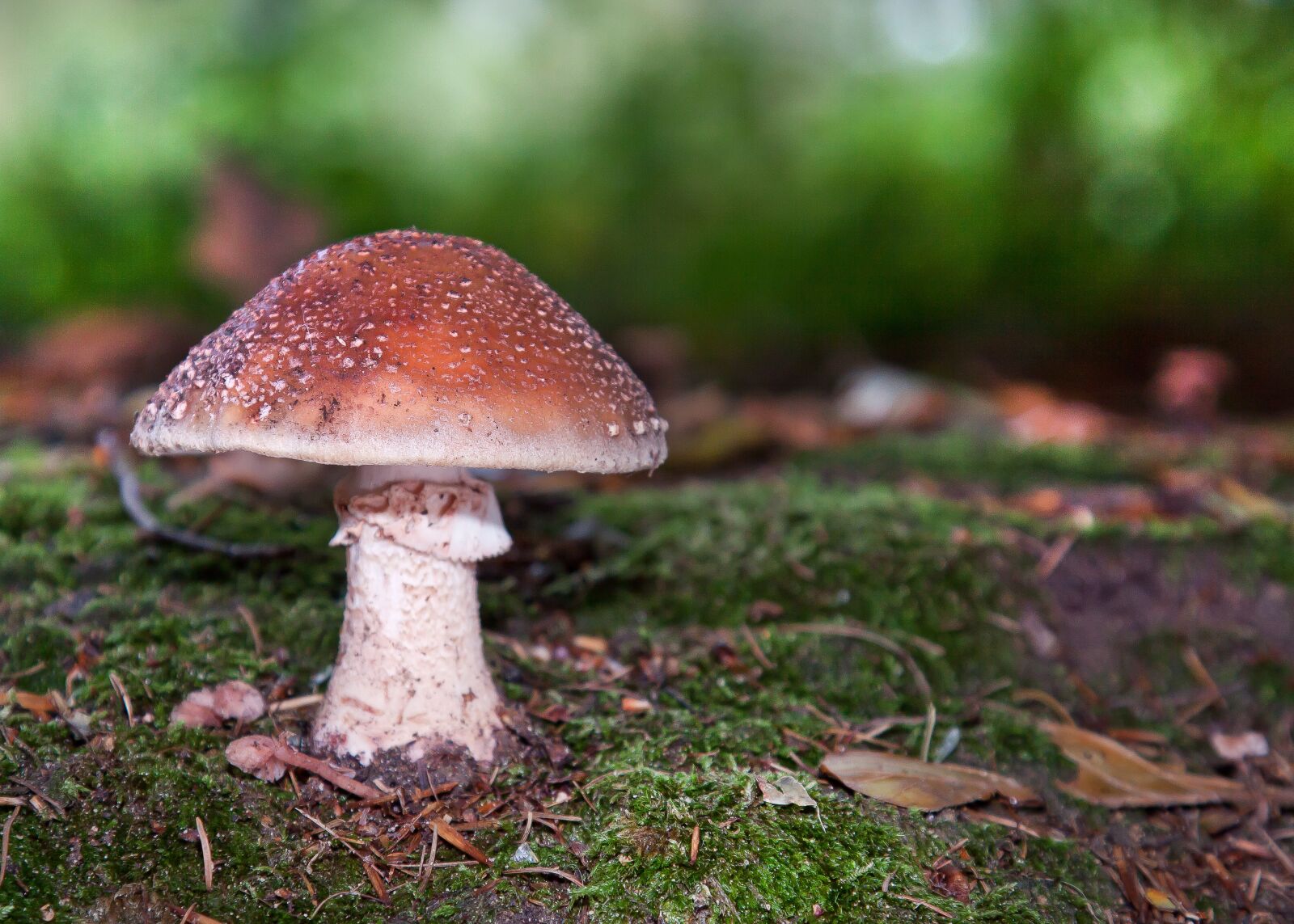 Canon EOS 50D + Canon EF 24-105mm F4L IS USM sample photo. Mushrooms, forest, moss photography