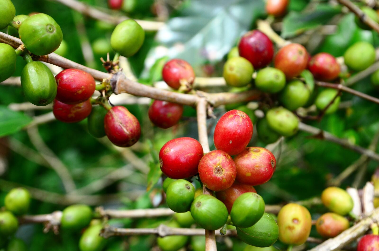 Nikon D5100 sample photo. Coffee beans, coffee, freelance photography