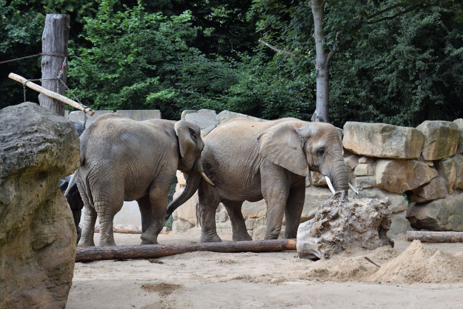 Nikon D5300 sample photo. Elephant, elephant group, african photography