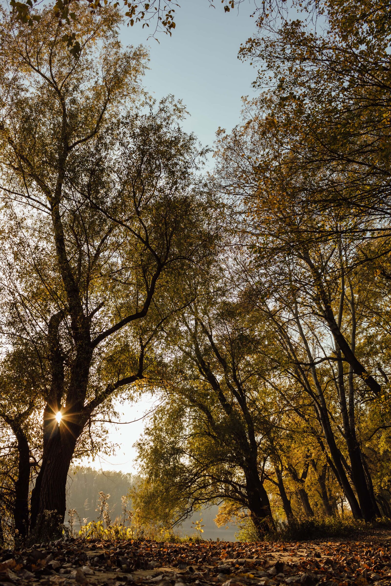 Canon EF-S 18-55mm F3.5-5.6 IS sample photo. Sunspot, sunrays, sunshine, autumn photography