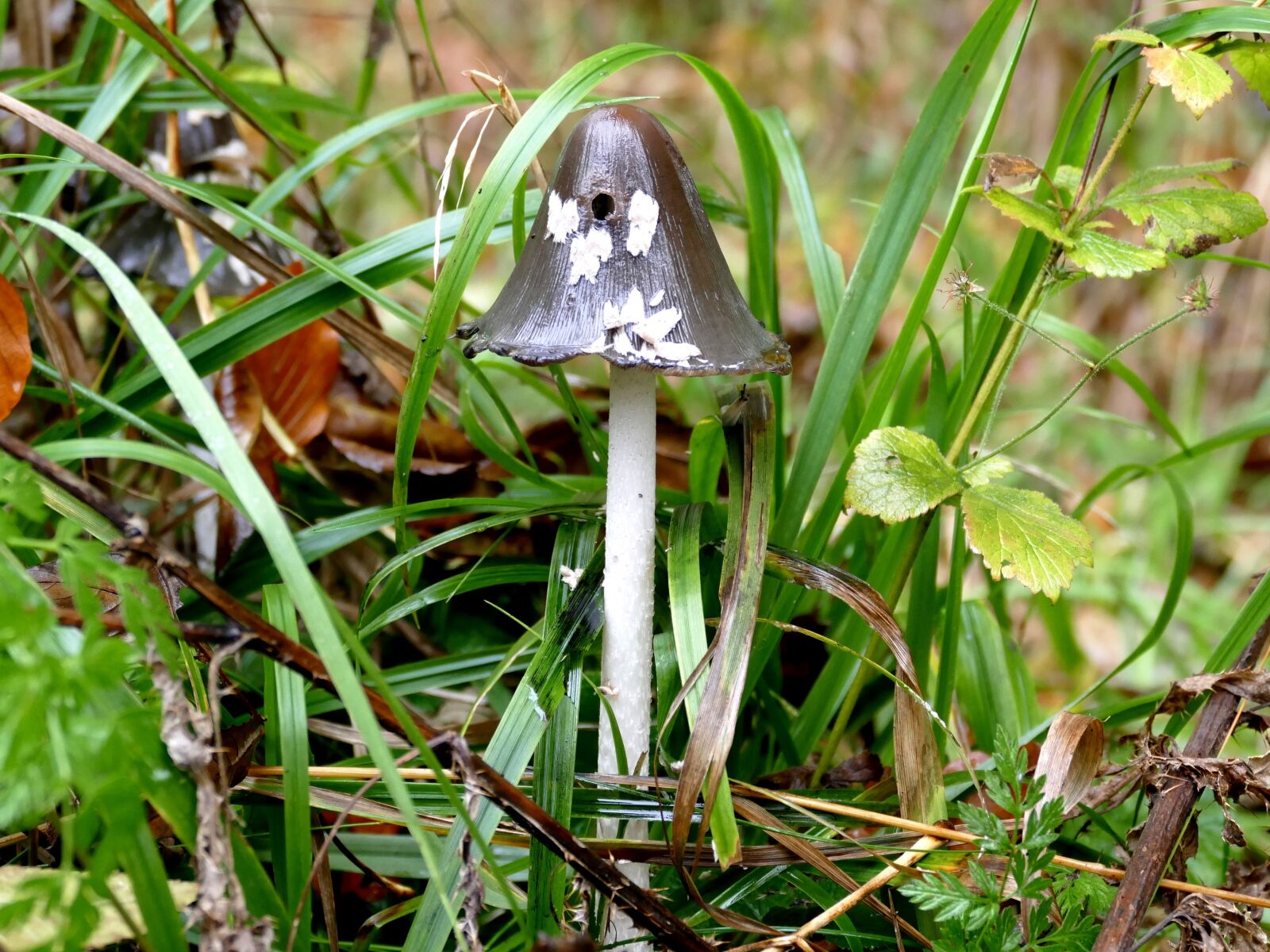 Panasonic Lumix DMC-FZ1000 sample photo. Mushroom, grass, rain photography