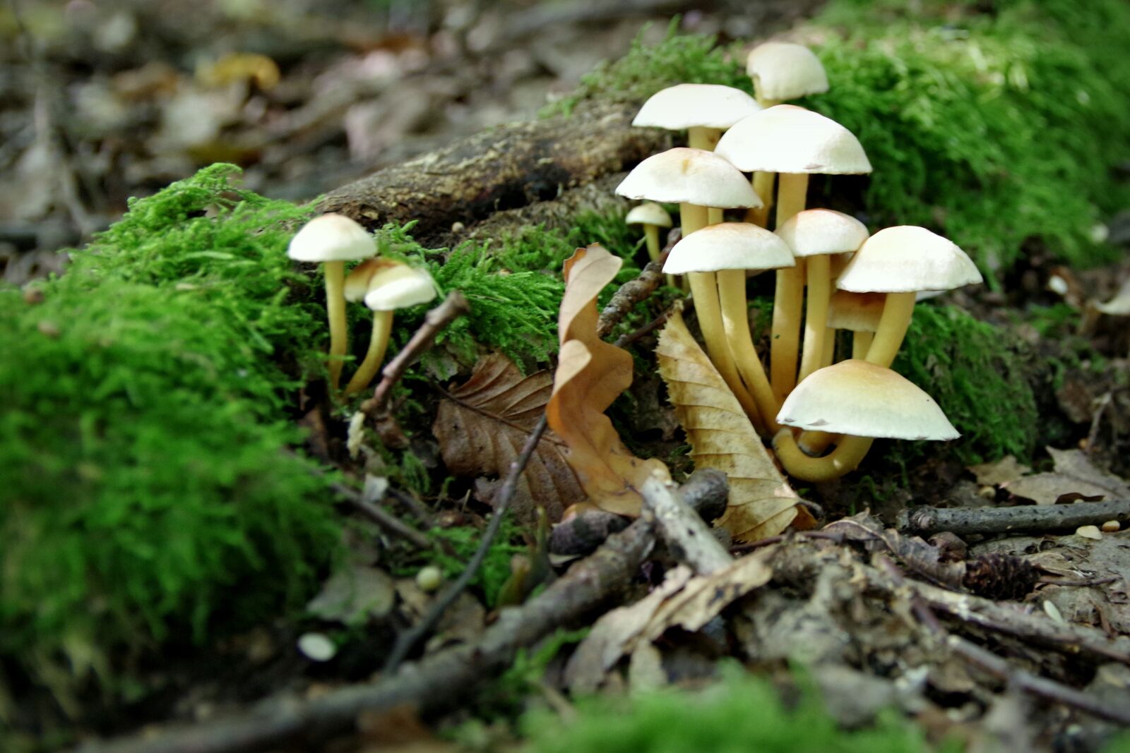 Pentax K-S2 sample photo. Mushrooms, opieńki, moss photography