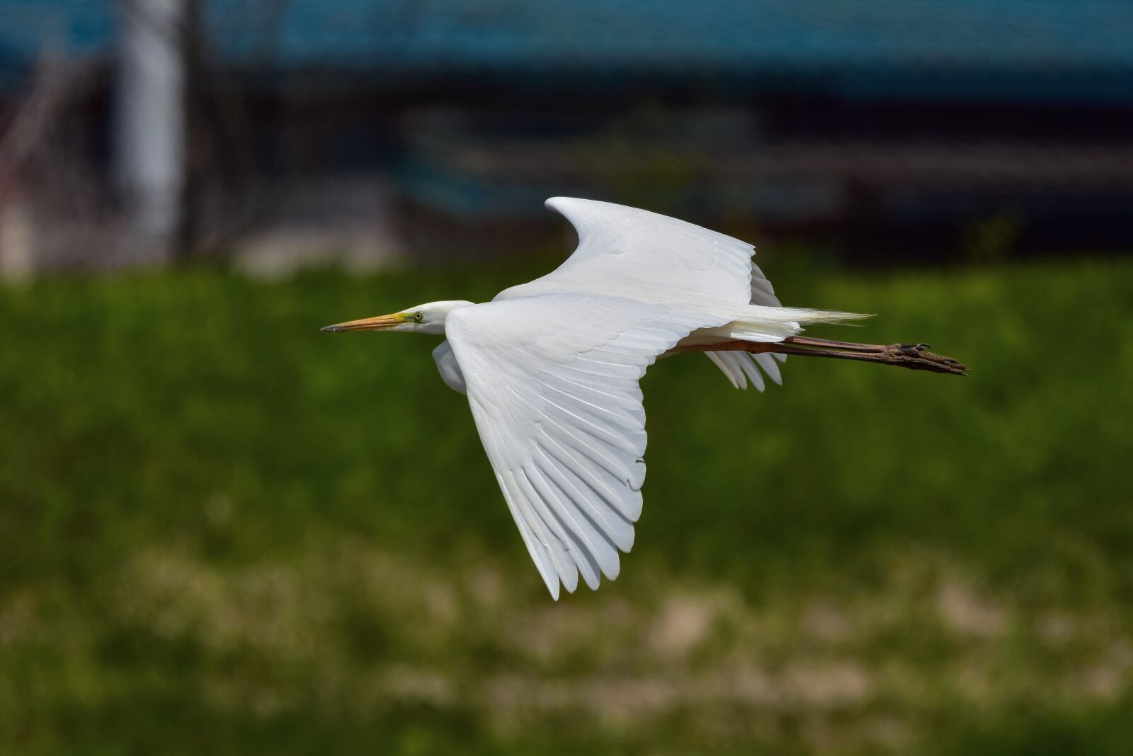 Nikon D7200 sample photo. Animal, river, bird photography