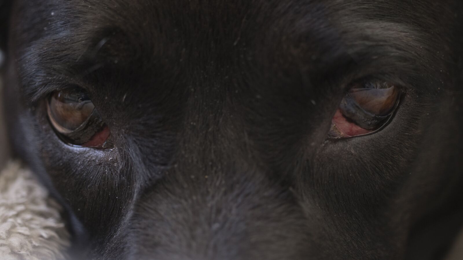 Canon EOS 200D (EOS Rebel SL2 / EOS Kiss X9) sample photo. Dog, eyes, eyelid photography